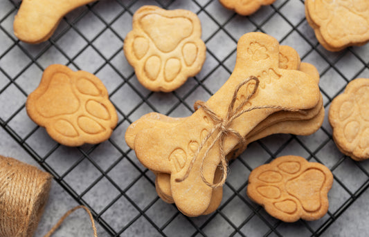 Why Your Dog’s Nutrition Matters More Than You Think